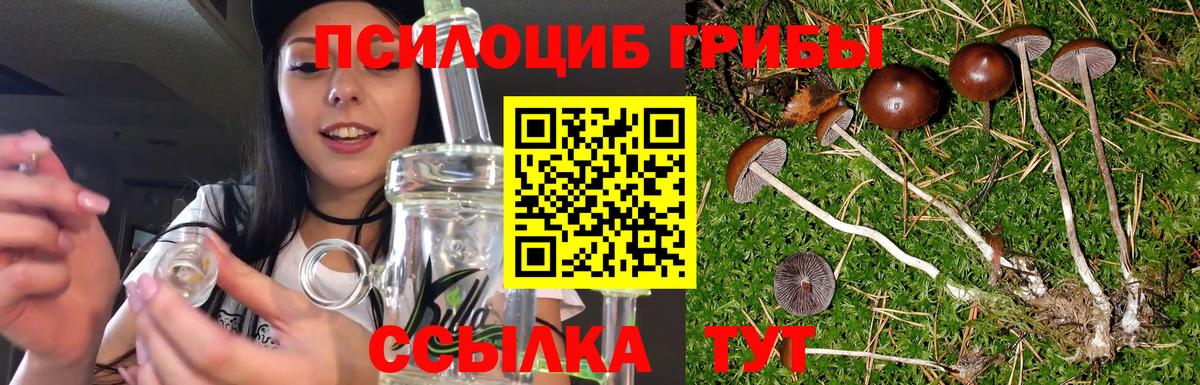 Псилоцибиновые грибы Psilocybine cubensis  Вход с VPN  Мыски 